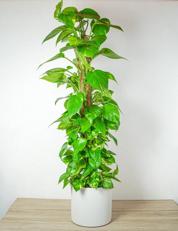 epipremnum-zlociste-na-paliku-epipremnum-aureum-gigant
