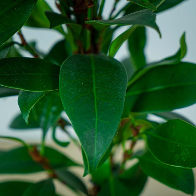 fikus-cyathistipula-ficus (3) fikus-cyathistipula-ficus