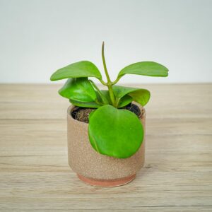 hoya-kerrii