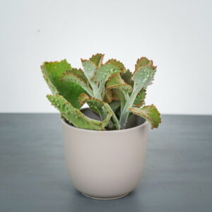 kalanchoe-beharensis-ucho-slonia