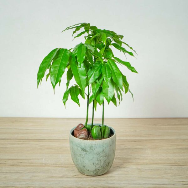 kasztanowiec-australijski-castanospermum-australe