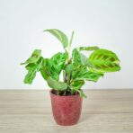 maranta-leuconeura-kerchoveana-variegata