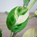 maranta-leuconeura-kerchoveana-variegata