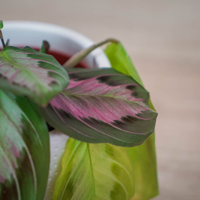 maranta-silver-band (6) maranta-silver-band