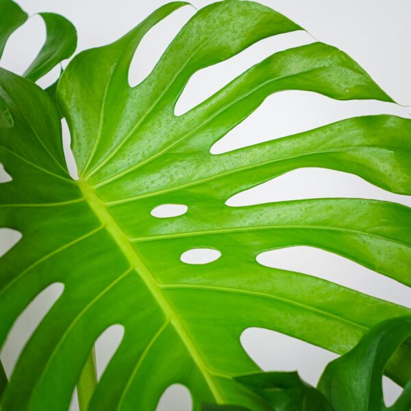 monstera-deliciosa-big-form (2) monstera-deliciosa-big-form