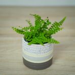 paproc-duffy-baby-nephrolepis-cordifolia