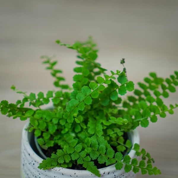 paproc-duffy-baby-nephrolepis-cordifolia (2) paproc-duffy-baby-nephrolepis-cordifolia
