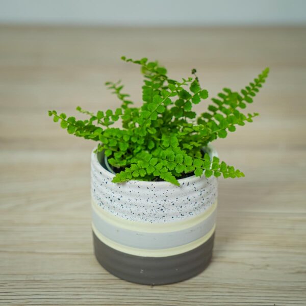 paproc-duffy-baby-nephrolepis-cordifolia paproc-duffy-baby-nephrolepis-cordifolia