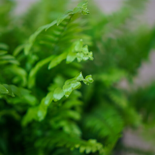paproc-nephrolepis (2) paproc-nephrolepis