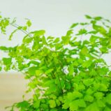 paproc-niekropien-klinowaty-adiantum-raddianum-fragrans