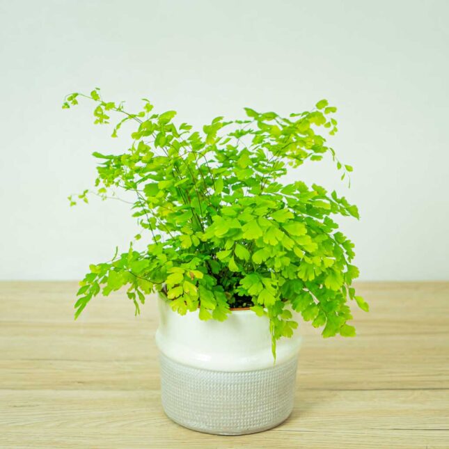 paproc-niekropien-klinowaty-adiantum-raddianum-fragrans