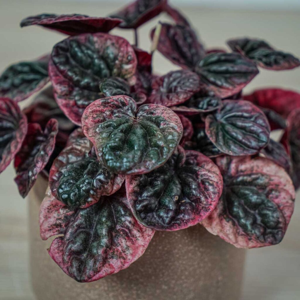 peperomia-caperata-abricos
