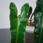 philodendron-billietiae-x-atabapoense