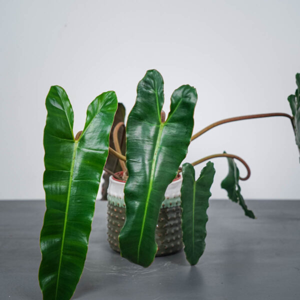 philodendron-billietiae-x-atabapoense