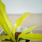 philodendron-golden-saw-crocodile