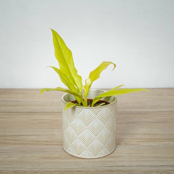 philodendron-golden-saw-crocodile