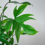 philodendron-pedatum