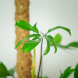philodendron-pedatum