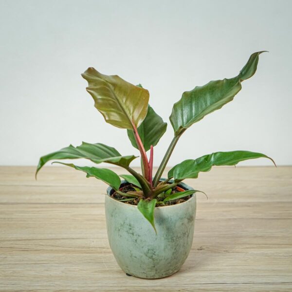 philodendron-pluto