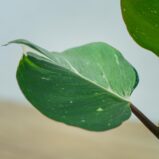 philodendron-white-knight