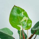 philodendron-white-knight