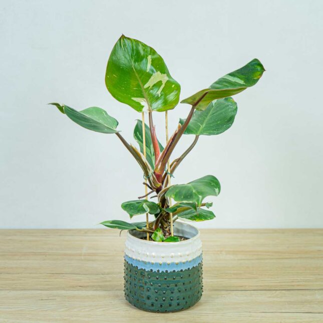 philodendron-white-knight