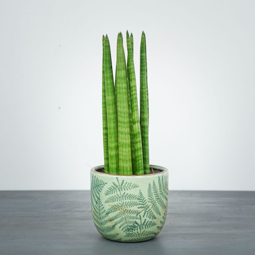 Sansevieria cylindrica