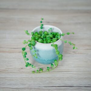 senecio-rowleyanus-starzec-rowleya