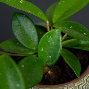 Hoya carnosa