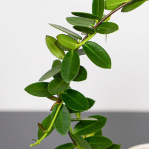 Hoya cumingiana