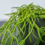 Hoya linearis