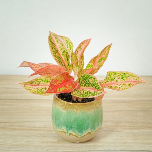 aglaonema-prestige