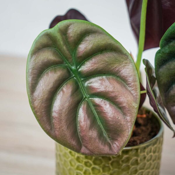 alokazja-cuprea-red-secret-alocasia (2) alokazja-cuprea-red-secret-alocasia