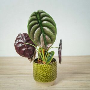 alokazja-cuprea-red-secret-alocasia