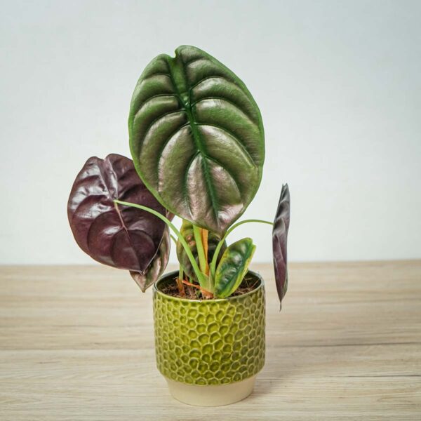 alokazja-cuprea-red-secret-alocasia