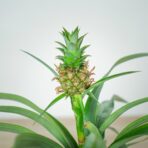 ananas-mi-amigo