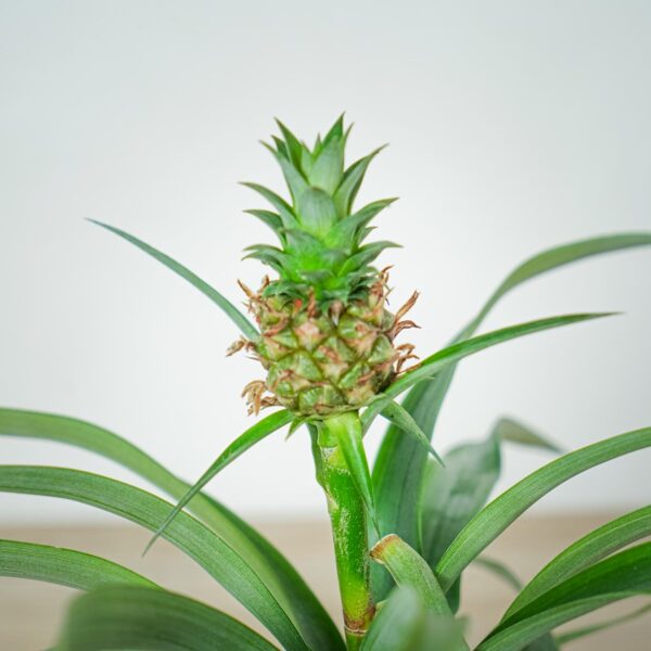 ananas-mi-amigo (2) ananas-mi-amigo