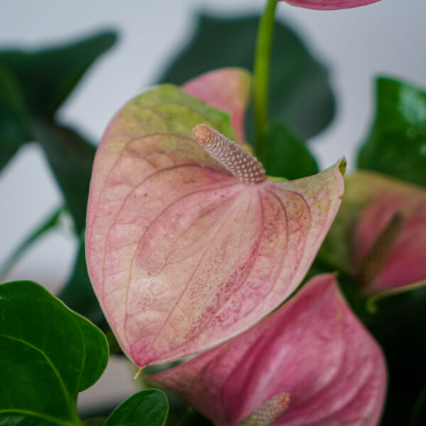 anthurium-pink (2) anthurium-pink
