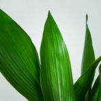 aspidistra-wyniosla-elatior