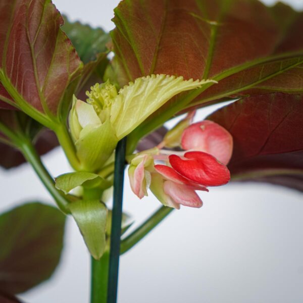 begonia-corallina (2) begonia-corallina