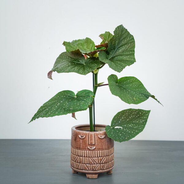begonia-corallina begonia-corallina