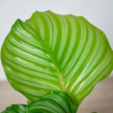 calathea-orbifolia