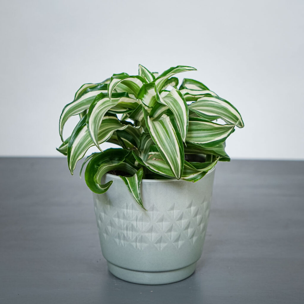 dracena-fragrans-kanzi-dracaena