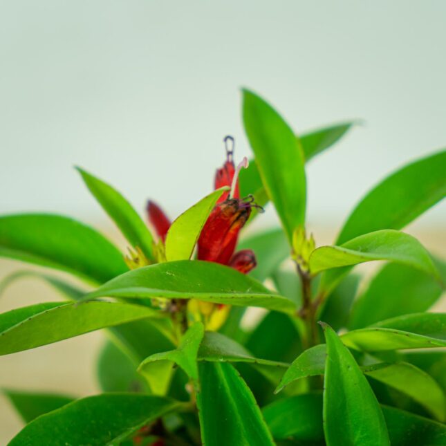 eszynantus-wspanialy-carina-aeschynanthus-speciosus (2) eszynantus-wspanialy-carina-aeschynanthus-speciosus