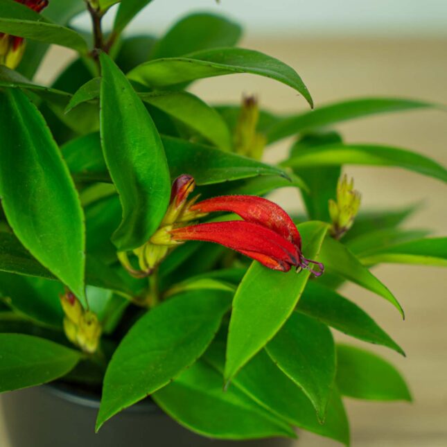 eszynantus-wspanialy-carina-aeschynanthus-speciosus (3) eszynantus-wspanialy-carina-aeschynanthus-speciosus