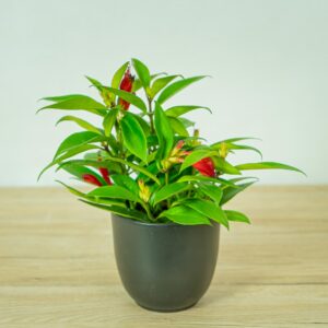 eszynantus-wspanialy-carina-aeschynanthus-speciosus