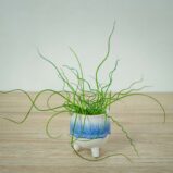 juncus-effusus-spiralis-baby-trawa-ozdobna