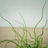 juncus-effusus-spiralis-baby-trawa-ozdobna