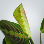 maranta-leuconeura-fascinator-tricolor