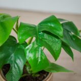 monstera-minima-rhaphidophora-tetrasperma